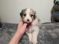 Daphne, a female Australian Shepherd for sale in Riverside, CA – 1 of 4