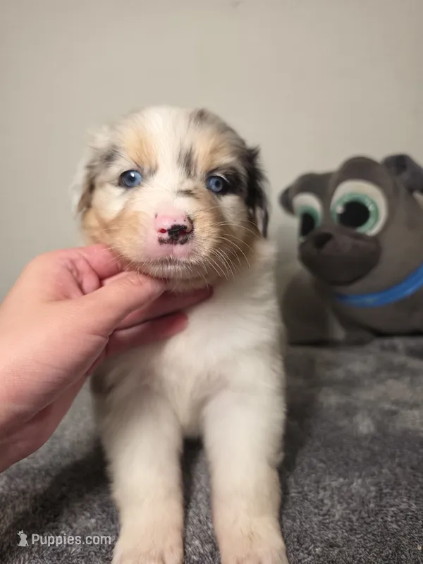 Chloe – Australian Shepherd puppy for sale in Riverside, CA