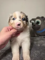 Chloe, a female Australian Shepherd for sale in Riverside, CA – 1 of 4