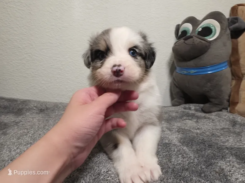 Hestia – Australian Shepherd puppy for sale in Riverside, CA