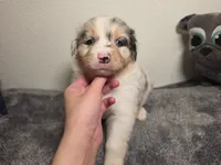 Chloe, a female Australian Shepherd for sale in Riverside, CA – 2 of 4
