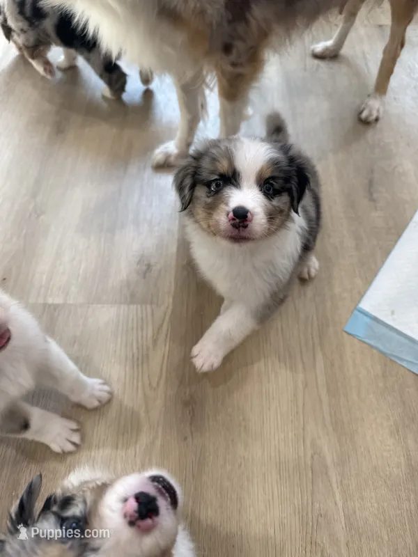 Brady – Australian Shepherd puppy for sale in Riverside, CA