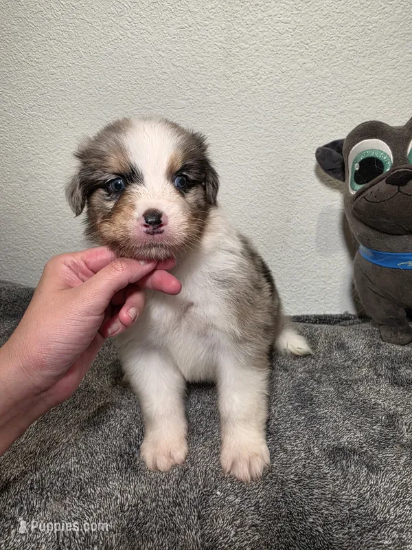 Brady – Australian Shepherd puppy for sale in Riverside, CA