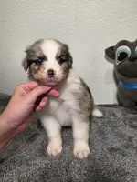 Brady, a male Australian Shepherd for sale in Riverside, CA – 1 of 4