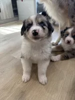 Elton, a male Australian Shepherd for sale in Riverside, CA – 2 of 4