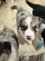 Elton, a male Australian Shepherd for sale in Riverside, CA – 4 of 4