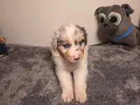 Chloe, a female Australian Shepherd for sale in Riverside, CA – 3 of 4