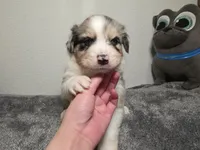 Eric, a male Australian Shepherd for sale in Riverside, CA – 3 of 4