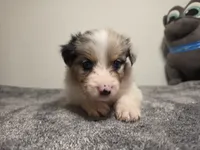Daphne, a female Australian Shepherd for sale in Riverside, CA – 2 of 4