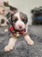 Arthur, a male Australian Shepherd for sale in Riverside, CA – 2 of 4