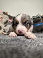 Arthur, a male Australian Shepherd for sale in Riverside, CA – 1 of 4
