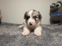 Eric, a male Australian Shepherd for sale in Riverside, CA – 2 of 4