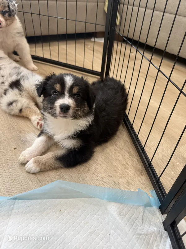 Fendi – Australian Shepherd puppy on hold in Riverside, CA
