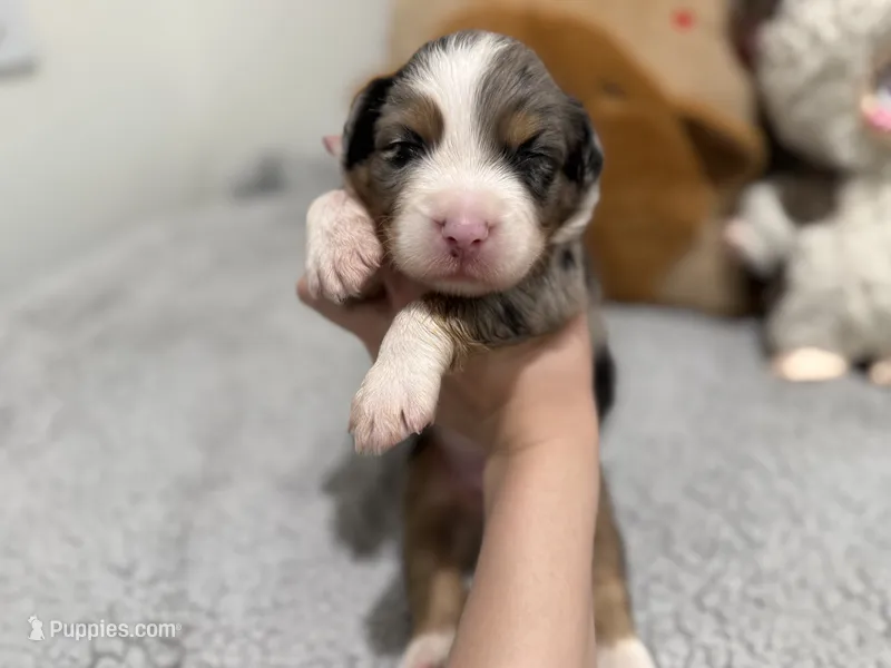 new puppy – Australian Shepherd puppy for sale in Riverside, CA