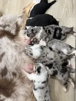 new puppy, a female Australian Shepherd for sale in Riverside, CA – 2 of 4