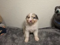 Chloe, a female Australian Shepherd for sale in Riverside, CA – 4 of 4
