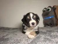 Fendi, a male Australian Shepherd for sale in Riverside, CA – 1 of 4
