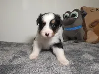 Ginny, a female Australian Shepherd for sale in Riverside, CA – 3 of 4