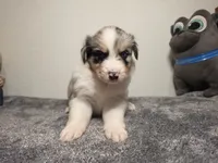 Eric, a male Australian Shepherd for sale in Riverside, CA – 4 of 4