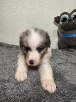 Brady, a male Australian Shepherd for sale in Riverside, CA – 3 of 4