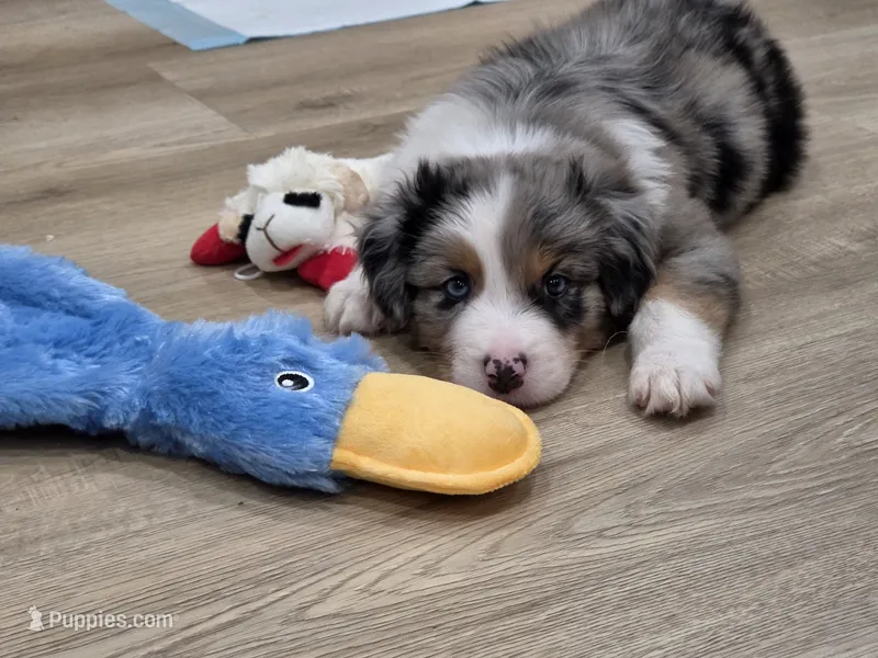 Arthur – Australian Shepherd puppy for sale in Riverside, CA