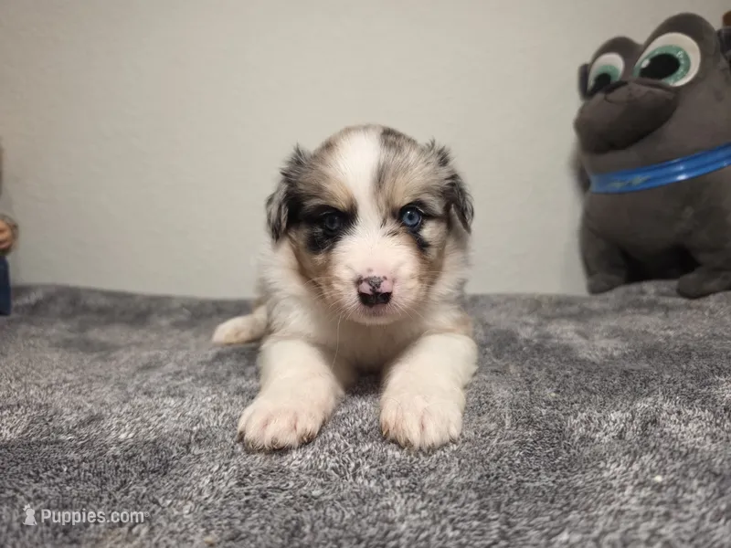 Eric – Australian Shepherd puppy for sale in Riverside, CA