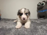 Eric, a male Australian Shepherd for sale in Riverside, CA – 1 of 4