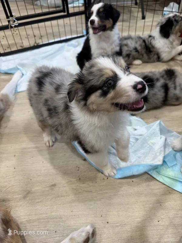 Elton – Australian Shepherd puppy for sale in Riverside, CA
