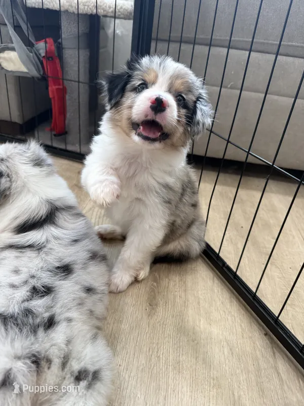 Daphne – Australian Shepherd puppy for sale in Riverside, CA