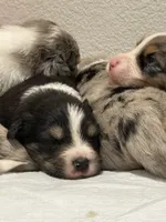 new puppy, a male Australian Shepherd for sale in Riverside, CA – 2 of 4