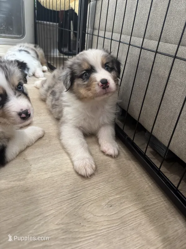 Brady – Australian Shepherd puppy for sale in Riverside, CA