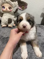 Arthur, a male Australian Shepherd for sale in Riverside, CA – 4 of 4