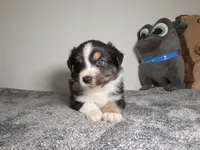 Fendi, a male Australian Shepherd for sale in Riverside, CA – 4 of 4