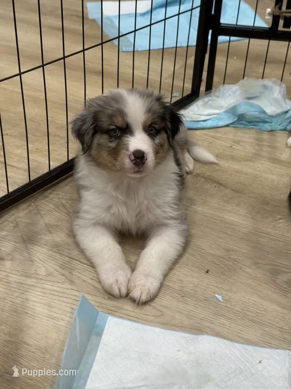 Brady – Australian Shepherd puppy for sale in Riverside, CA