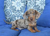 Dakota , a male Miniature Dachshund for sale in Nappanee, IN – 2 of 6