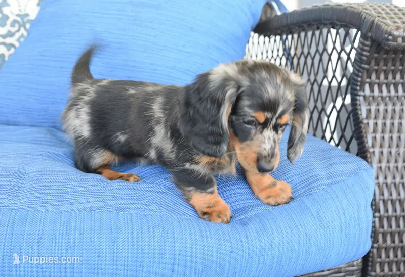 Jody , a female Miniature Dachshund for sale in Nappanee, IN – 1 of 5