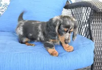 Jody , a female Miniature Dachshund for sale in Nappanee, IN – 1 of 5