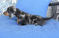 Jody , a female Miniature Dachshund for sale in Nappanee, IN – 3 of 5