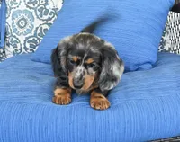 Jody , a female Miniature Dachshund for sale in Nappanee, IN – 4 of 5
