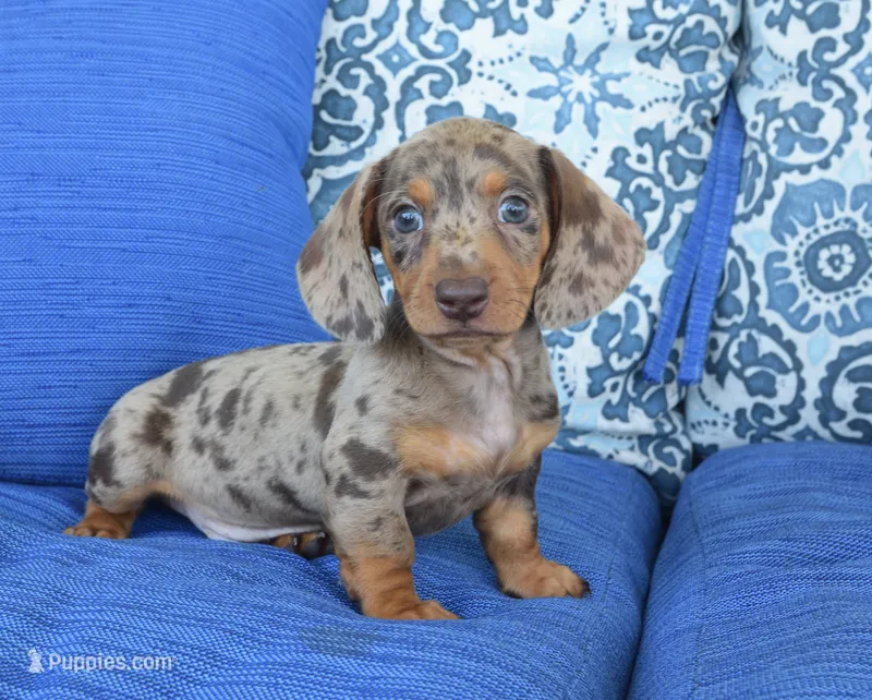 Dakota  – Miniature Dachshund puppy for sale in Nappanee, IN