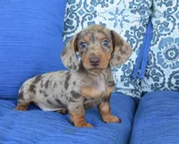 Dakota , a male Miniature Dachshund for sale in Nappanee, IN – 1 of 6