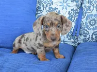 Dakota , a male Miniature Dachshund for sale in Nappanee, IN – 4 of 6