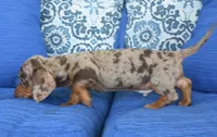 Dakota , a male Miniature Dachshund for sale in Nappanee, IN – 6 of 6