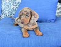 Dakota , a male Miniature Dachshund for sale in Nappanee, IN – 5 of 6
