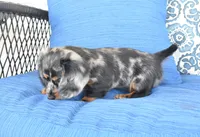 Jody , a female Miniature Dachshund for sale in Nappanee, IN – 2 of 5