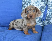 Dakota , a male Miniature Dachshund for sale in Nappanee, IN – 3 of 6