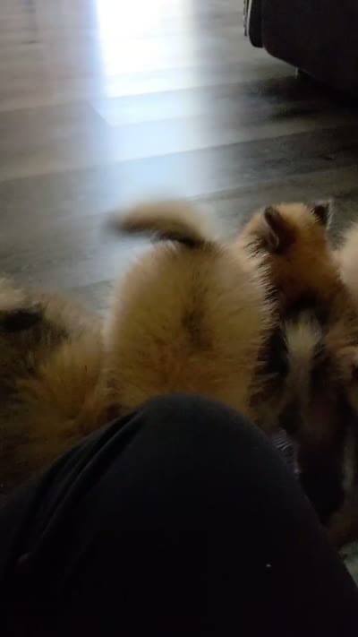 Snickers, a male Pomeranian for sale in Stockton, CA – 7 of 8