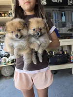 Coco, a male Pomeranian for sale in Stockton, CA – 4 of 8
