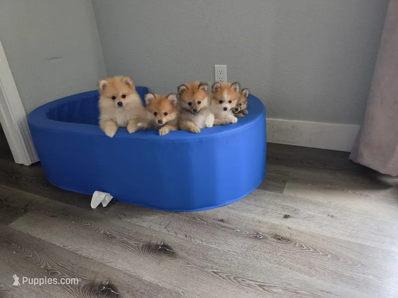 Pompoms – Pomeranian puppy for sale in Stockton, CA