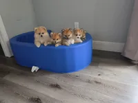 Pompoms, a female Pomeranian for sale in Stockton, CA – 1 of 10